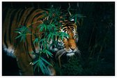 Bengaalse tijger in oerwoud - Foto op Akoestisch paneel - 150 x 100 cm
