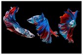 Blauwe siamese kempvissen op zwarte achtergrond - Foto op Akoestisch paneel - 150 x 100 cm