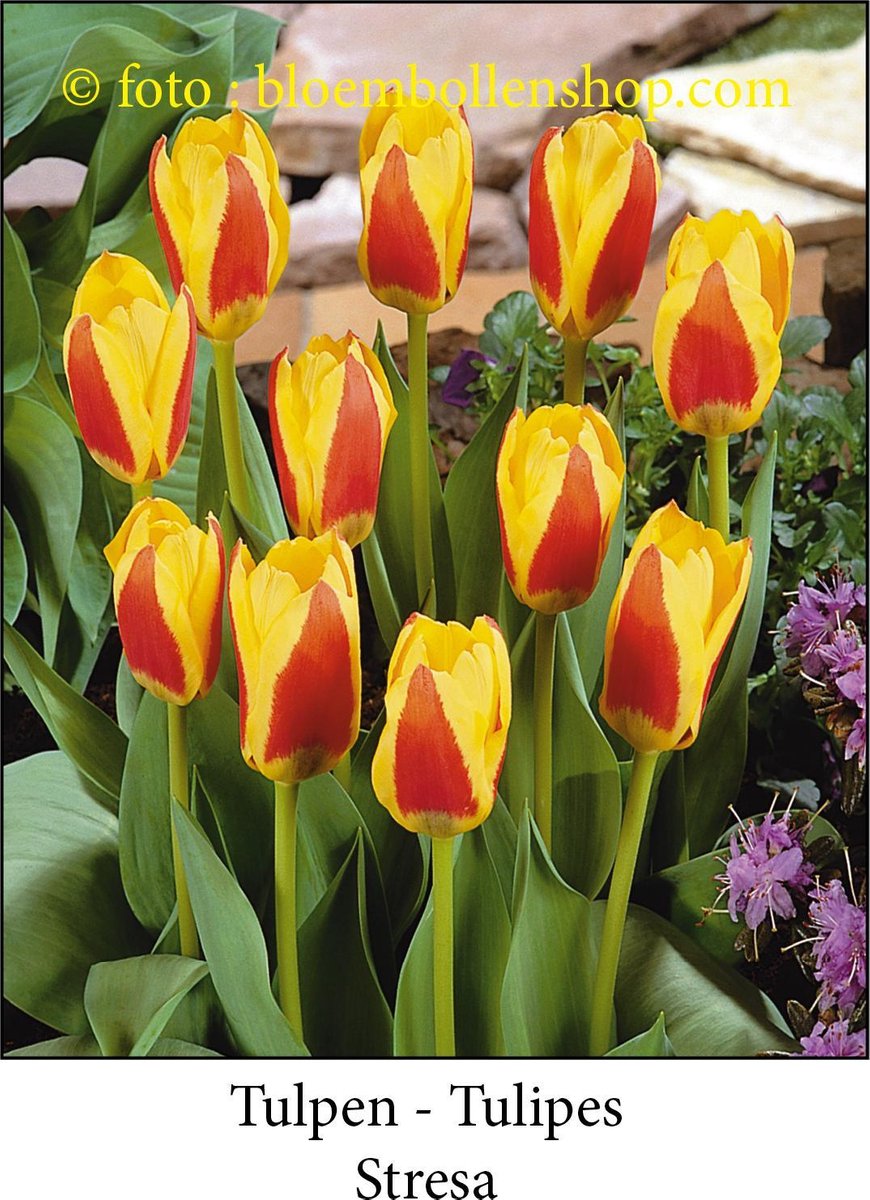 tulp Stresa 25 bollen maat 12/+ tulpen - bloembollen- tulpenbollen