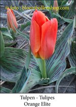 tulp Orange Elite 25 bollen maat 12/+ tulpen - bloembollen- tulpenbollen