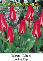 tulp Jockey Cap 25 bollen maat 12/+ tulpen - bloembollen- tulpenbollen