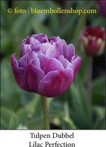tulp Lilac Perfection 25 bollen maat 12/+ tulpen - bloembollen- tulpenbollen