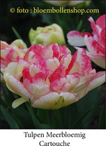 tulp Cartouche 25 bollen maat 12/+ tulpen bloembollen
