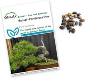 Pinus ponderosa zaden | Gele den | Bonsai