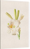 Madonnalelie (White Lily) - Foto op Canvas - 40 x 60 cm