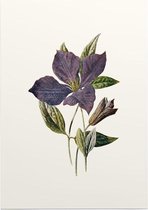 Clematis (Purple Clematis White) - Foto op Posterpapier - 42 x 59.4 cm (A2)