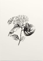 Kornoelje zwart-wit plus (Dogwood) - Foto op Posterpapier - 42 x 59.4 cm (A2)
