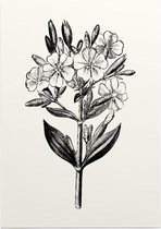 Zeepkruid zwart-wit (Soapwort) - Foto op Posterpapier - 50 x 70 cm (B2)