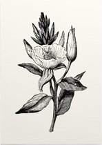 Teunisbloem zwart-wit (Evening Primrose) - Foto op Posterpapier - 42 x 59.4 cm (A2)