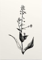 Groot Heksenkruid zwart-wit (Enchanters Nightshade) - Foto op Posterpapier - 29.7 x 42 cm (A3)