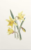 Gele Narcis (Daffodil) - Foto op Forex - 40 x 60 cm