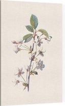 Kersbloem (Cherry) - Foto op Canvas - 60 x 90 cm