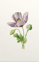 Slaapbol (Opium Poppy) - Foto op Forex - 80 x 120 cm