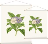 Brunfelsia Aquarel (Brunfelsia) - Foto op Textielposter - 90 x 120 cm