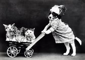 Poster Hond & Kittens - Zwart/Wit - (Vintage/Retro) - Kinderkamer - Kittens - Large 50x70 - Dieren