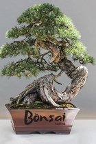 Bonsai: Logbook