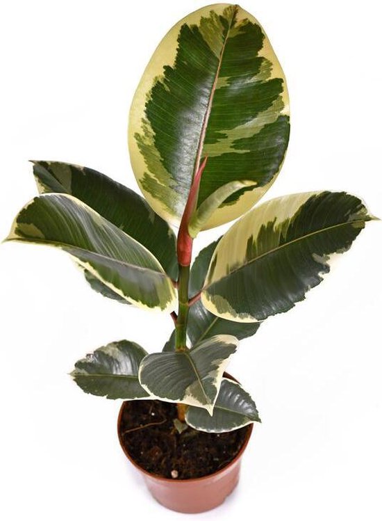 Ficus Elastica Tineke panaché en pot de 12 cm Ca. 40cm de haut. plant de  bureau de salon | bol.com
