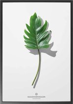 Hagedornhagen Poster - Hagedornhage Folium F - 40 X 30 Cm - Wit En Groen