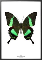 Hagedornhage poster vlinder Papilio Daedalus S17 - 30x40 cm