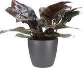 Kamerplant van Botanicly – Philodendron Imperial Red incl. sierpot antraciet als set – Hoogte: 70 cm