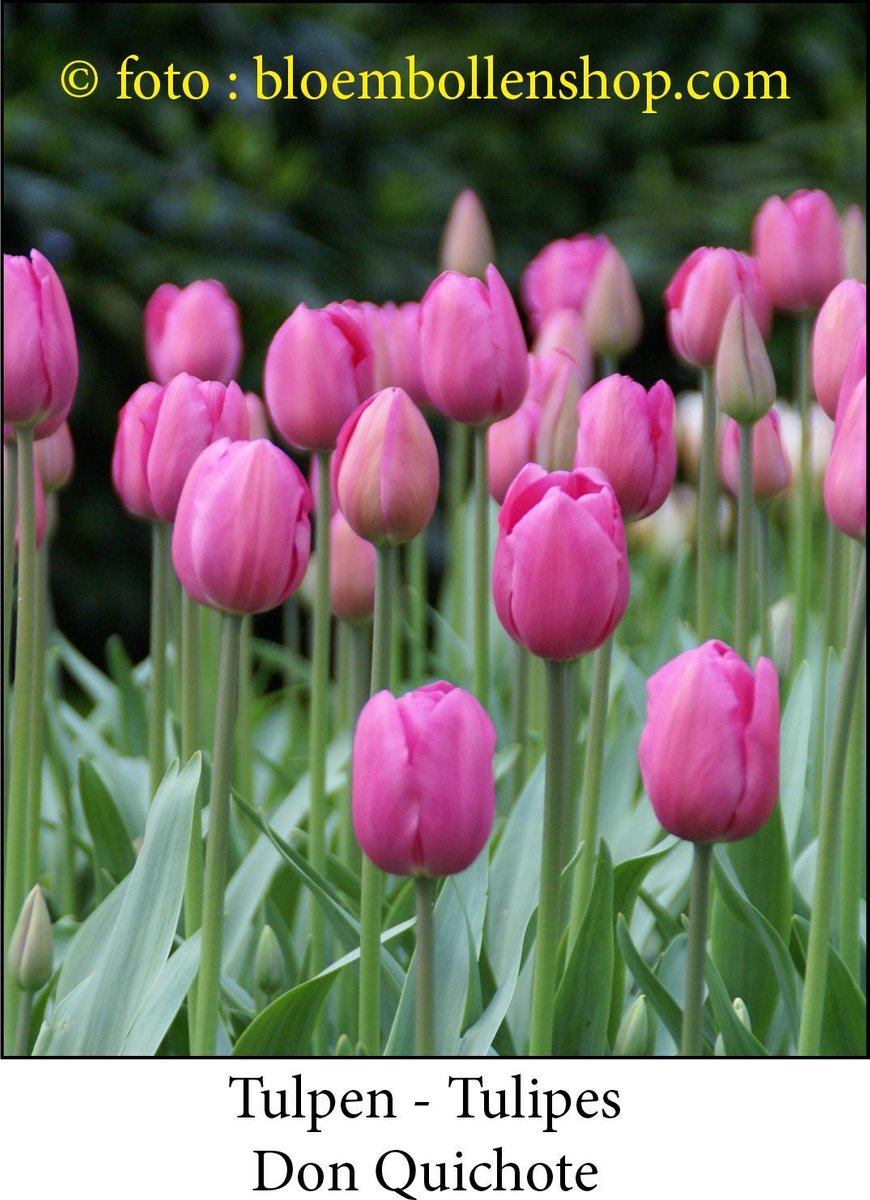 tulp Don Quichote 25 bollen maat 12/+ tulpen bloembollen