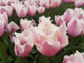 25 Tulpenbollen tres chic wit - bloembollen - tulpen - bulbs - tulip - flowerbulbs - flowers - tuin tulpen - bloemen - cadeau