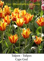 tulp Cape Cod 25 bollen maat 12/+ tulpen - bloembollen- tulpenbollen