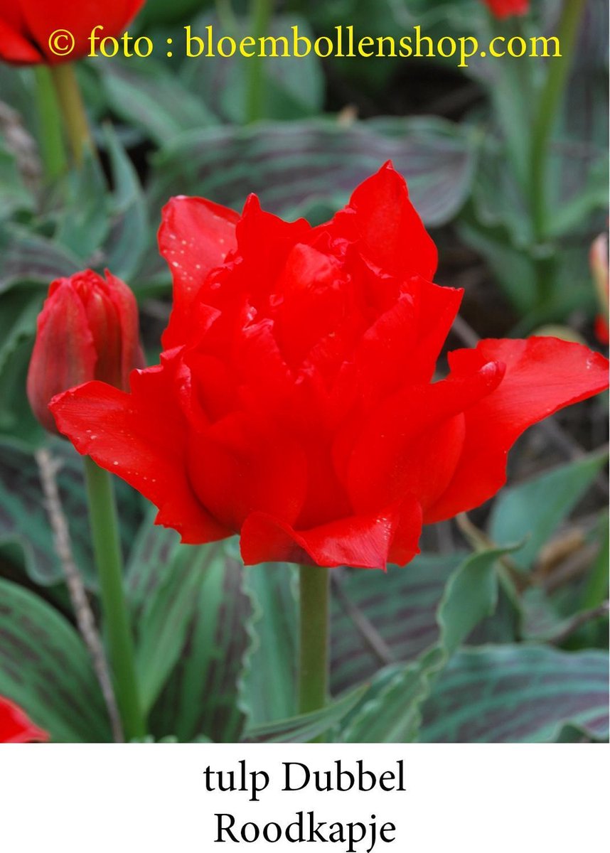tulp Dubbel Roodkapje 25 bollen maat 11/+ tulpen - bloembollen- tulpenbollen