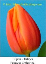 tulp Princess Catharina Amalia 25 bollen maat 12/+ tulpen bloembollen