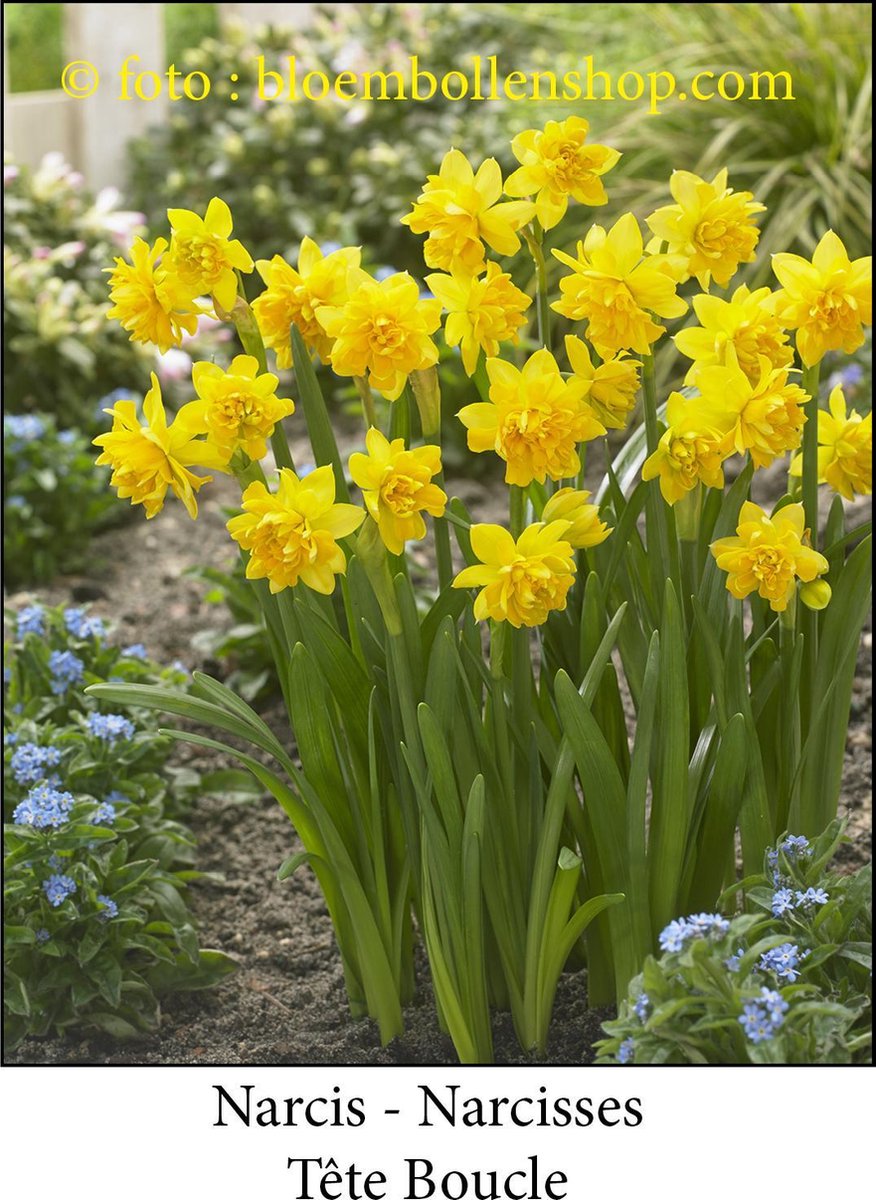 narcis Tête Boucle 20 bollen maat 12/14 botanische narcis