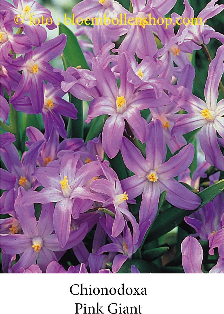 chionodoxa Pink Giant 50 bollen maat 5/+