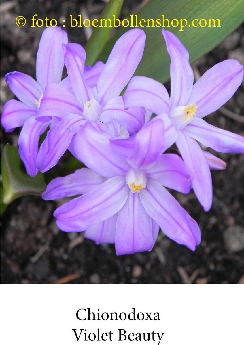 chionodoxa Violet Beauty 50 bollen maat 5/+