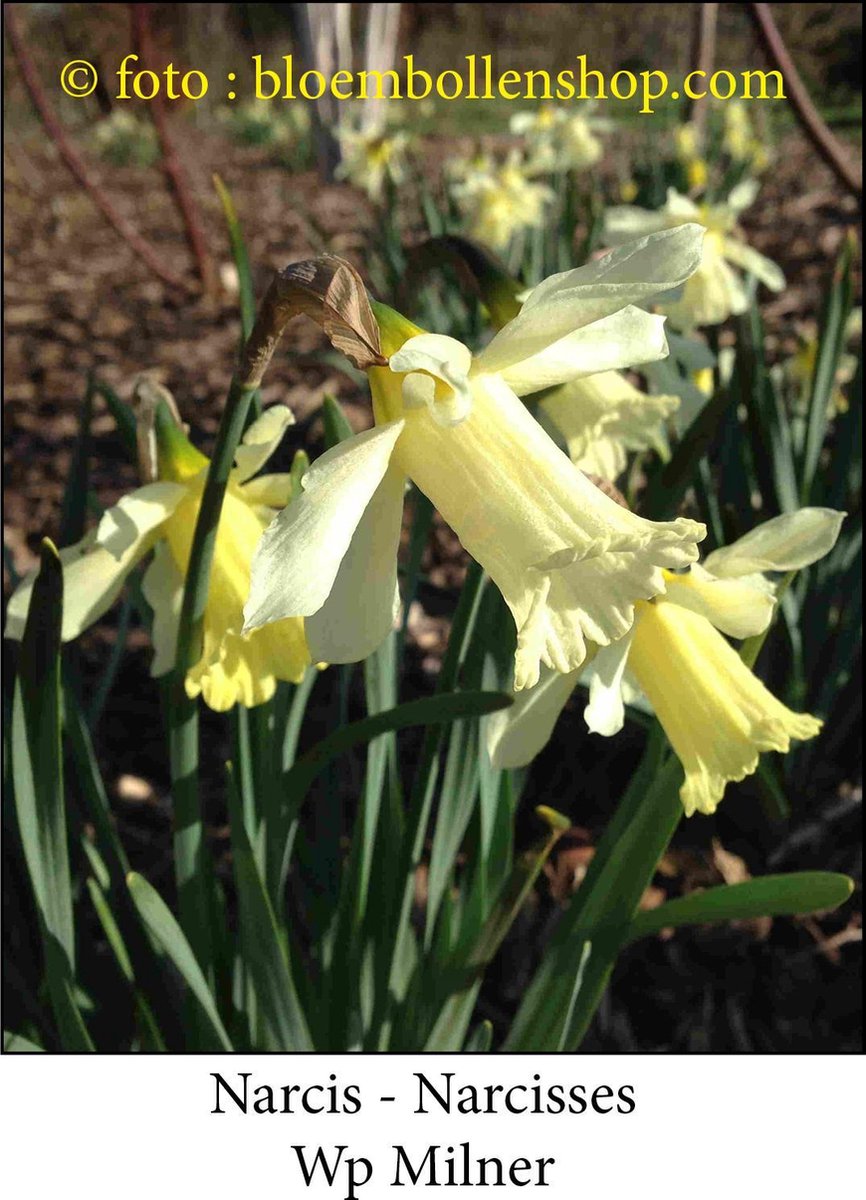 narcis Wp Milner 25 bollen maat 9/10 botanische narcis