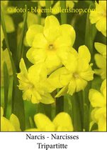 narcis Tripartitte 25 bollen maat 12/14 botanische narcis spleetkronig