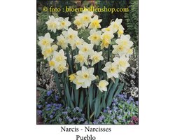 narcis Pueblo 25 bollen maat 12/14 botanische narcis