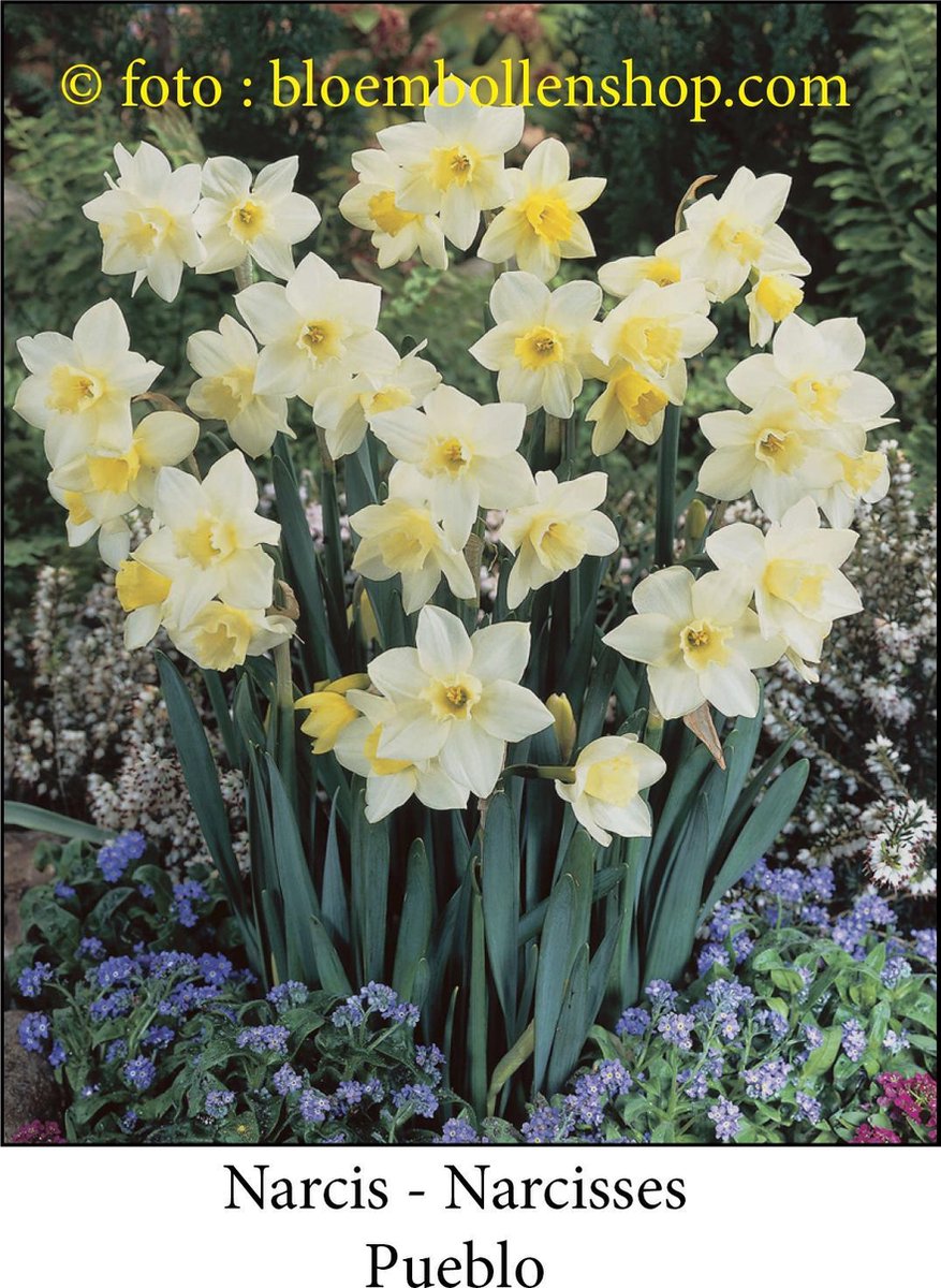 narcis Pueblo 25 bollen maat 12/14 botanische narcis