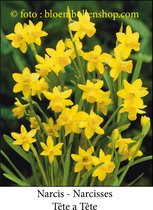 Narcis - Narcissus - Tête a Tête - 25 bollen - Botanische Narcis