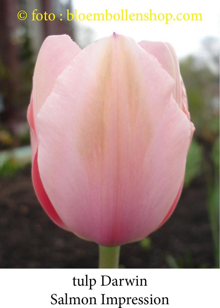 tulp Salmon Impression 25 bollen maat 12/+ tulpen - bloembollen- tulpenbollen