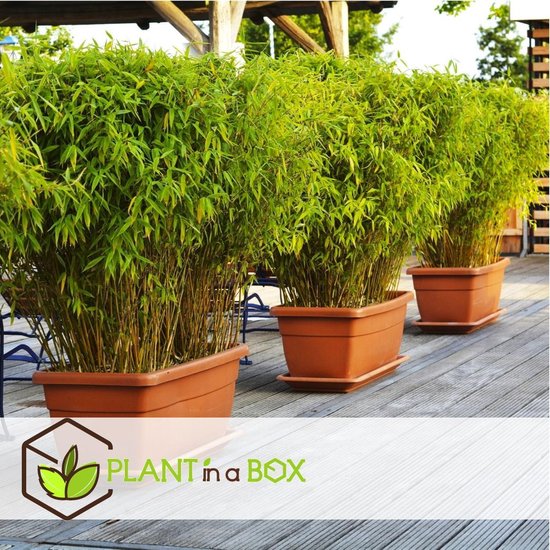 Plant in a Box - Set van 3 Fargesia Rufa - Niet bamboe winterhard - Pot... bol.com