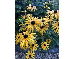 12 x Rudbeckia fulgida Goldsturm - Zonnehoed in 9x9cm pot