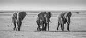 Dibond 3 Elephants 120 x 50 cm Aluminium Geborsteld incl. luxe ophangframe