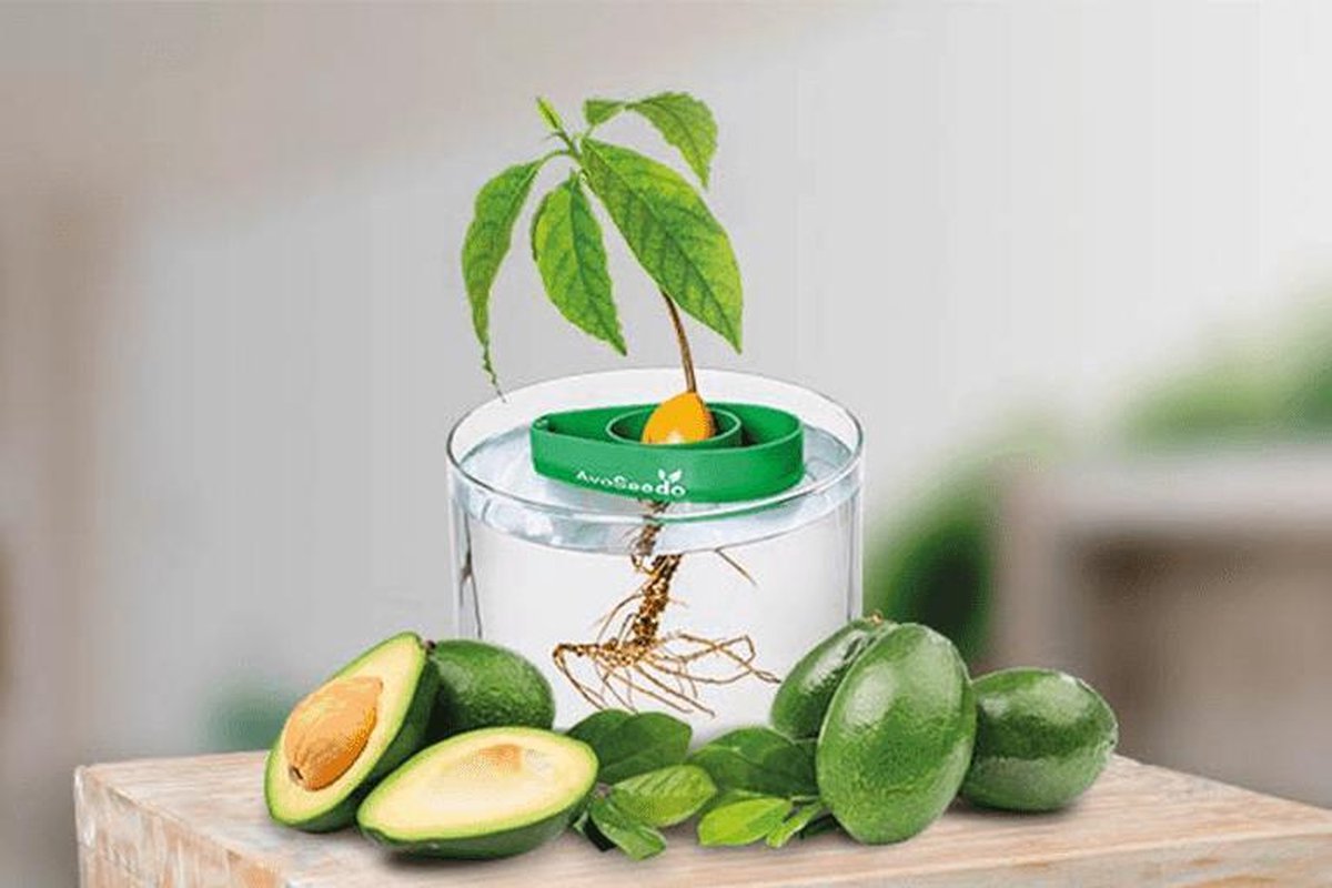 Groenten instellen pictogram Avocado wortel chili peper maïs erwt