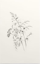 Fluitenkruid zwart-wit Schets (Wild Beaked Parsley) - Foto op Forex - 100 x 150 cm