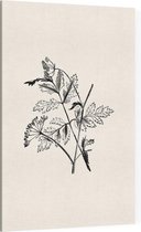 Torilis zwart-wit (Hedge Parsley) - Foto op Canvas - 100 x 150 cm