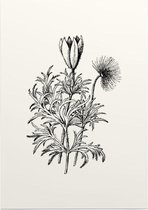 Pulsatilla zwart-wit (Pasque Flower) - Foto op Posterpapier - 50 x 70 cm (B2)