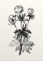 Globebloem Trollius zwart-wit (Globe Flower) - Foto op Posterpapier - 42 x 59.4 cm (A2)