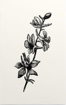 Ridderspoor zwart-wit (Larkspur) - Foto op Forex - 100 x 150 cm