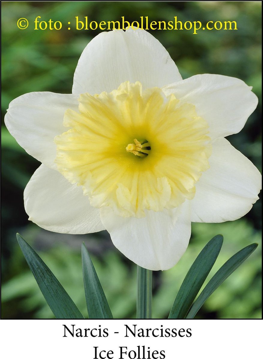 narcis Ice Follies 25 bollen maat 15/17 trompetnarcis