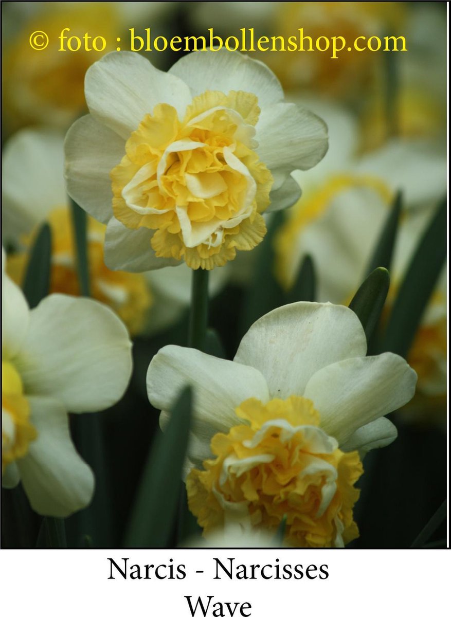 narcis Wave 20 bollen maat 14/16 dubbele narcis