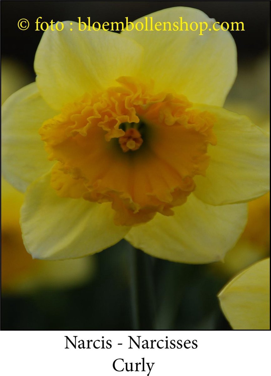 narcis Curly 15 bollen maat 15/17